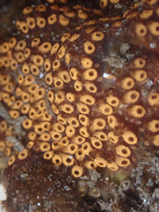 Botrylloides diegensis