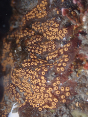 Botrylloides diegensis