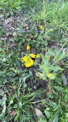 Brassica rapa