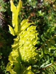 Blechnum chilense