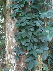 Tetrastigma obtectum