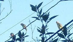 Amazona viridigenalis