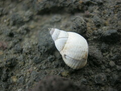 Littorininae