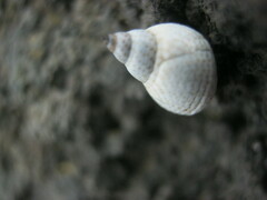 Littorininae