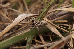 Nomophilini