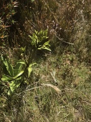 Gentianella diemensis