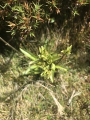 Gentianella diemensis