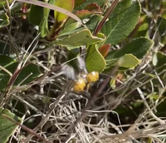 Hippodamia convergens