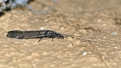 Leptoceridae