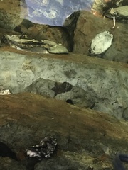 Sypharochiton pelliserpentis