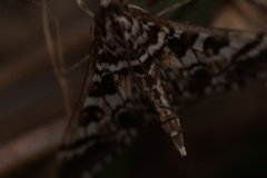 Nomophilini