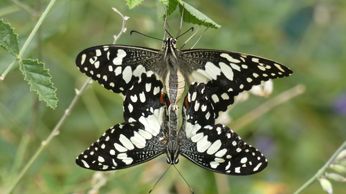 Lime Swallowtail, photo 6 of 9