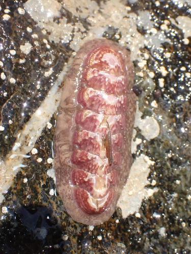 Stenoplax fallax