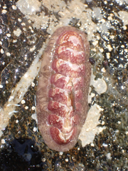 Stenoplax fallax