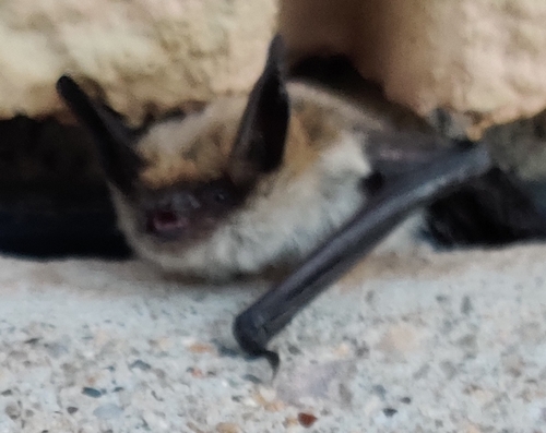 Fringed Myotis