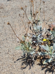 Encelia canescens