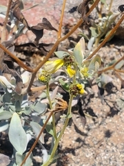 Encelia canescens