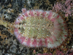 Placiphorella velata