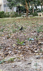 Acridotheres grandis