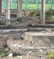 Acridotheres grandis