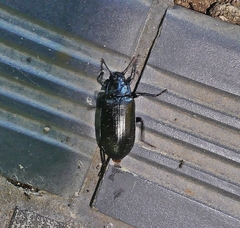 Prophanes simplex