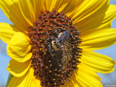 Triepeolus concavus