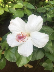 Hibiscus arnottianus