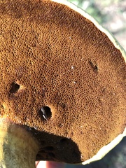 Buchwaldoboletus