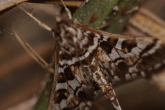 Nomophilini