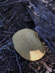 Buchwaldoboletus