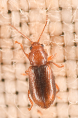 Aulacothorax recticollis