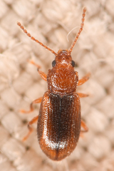 Aulacothorax recticollis