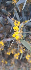 Acacia redolens