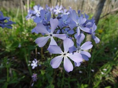 Phlox divaricata divaricata