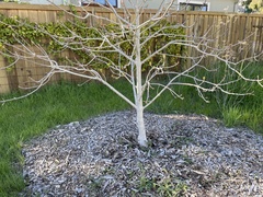 Aesculus californica