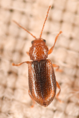 Aulacothorax recticollis