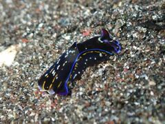 Philinopsis speciosa