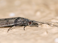 Leptoceridae