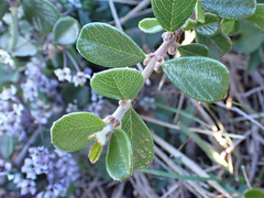 Ceanothus maritimus