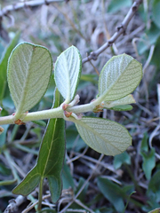 Ceanothus maritimus
