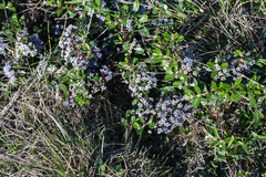 Ceanothus maritimus