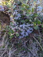 Ceanothus maritimus