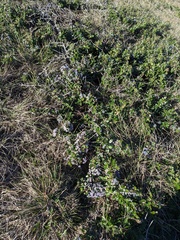 Ceanothus maritimus