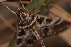 Nomophilini