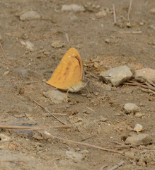 Lymanopoda caeruleata