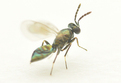 Eulophinae