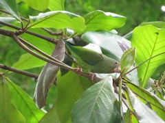 Brotogeris cyanoptera