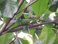 Brotogeris cyanoptera