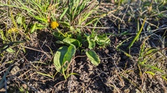 Sanicula maritima