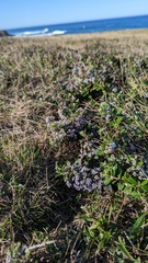 Ceanothus maritimus